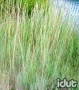 Andropogon Prairie Blue