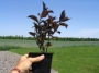 Aronia melanocarpa en pot de 4