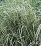 Calamagrostis Avalanche