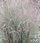 Calamagrostis Overdam