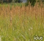 Calamagrostis Stricta