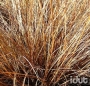 Carex Bronze