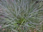 Carex flacca Blue Zinger