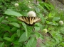 Cephalanthus Occidentalis