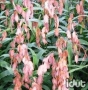 Chasmanthium Latifolium