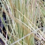 Deschampsia Northern Lights