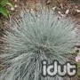 Festuca glauca Bleu Select