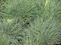 Festuca glauca Boulder Blue