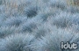 Festuca glauca Elljah blue