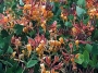 Lonicera Goldflame