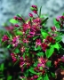 Lonicera Honeyrose