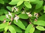 Lonicera Morrowi