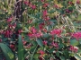 Lonicera tatarica Arnold Red