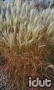 Miscanthus Purpurescens