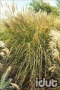 Miscanthus Sarabande