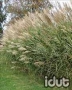 Miscanthus Silberfedder