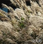 Miscanthus Undine