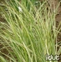 Miscanthus Variegatus