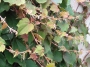 Parthenocissus veitchi