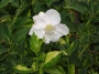 Philadelphus Innocence