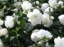 Philadelphus X Snowbelle C.O.P.F.