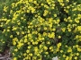 Potentille fruticosa Gold Drop