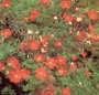 Potentille fruticosa Red Ace