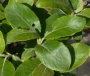 Salix caprea