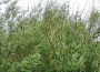 Salix viminalis