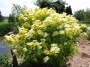 Sambucus canadensis aurea