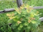 Sorbaria sorbifolia Sem