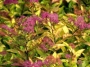 Spirea japonica Fire Light