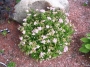 Spirea japonica Little Princess