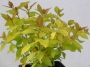 Spirea japonica Golden Princess