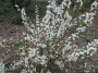 Spirea thunbergii Fujino Pink