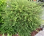 Spirea X arguta Grefsheim