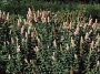 Spirea X billardi Triumphant