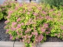 Spirea  X bumalda Goldflame