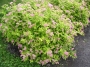 Spirea  X bumalda Goldmound