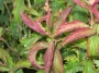 Spirea X bumalda Crispa