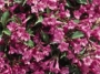 Weigela Florida Rumba C.O.P.F.