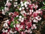 Weigela Florida Carnaval C.O.P.F.